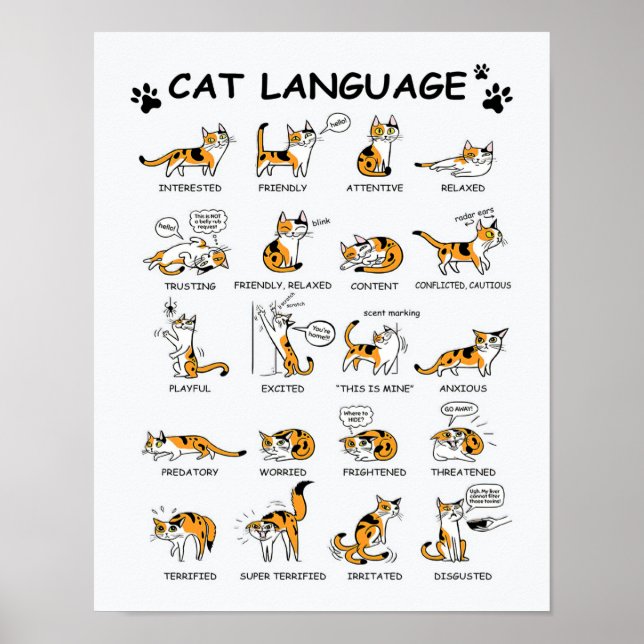 Poster Langue de chat, Drôle Chat Kitten, Aimer Idée cade (Devant)