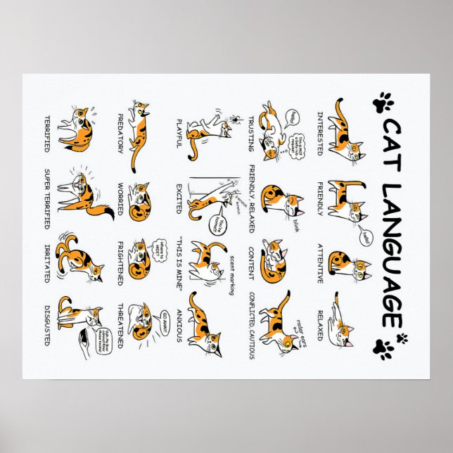 Poster Langue de chat, Drôle Chat Kitten, Aimer Idée cade (Devant)