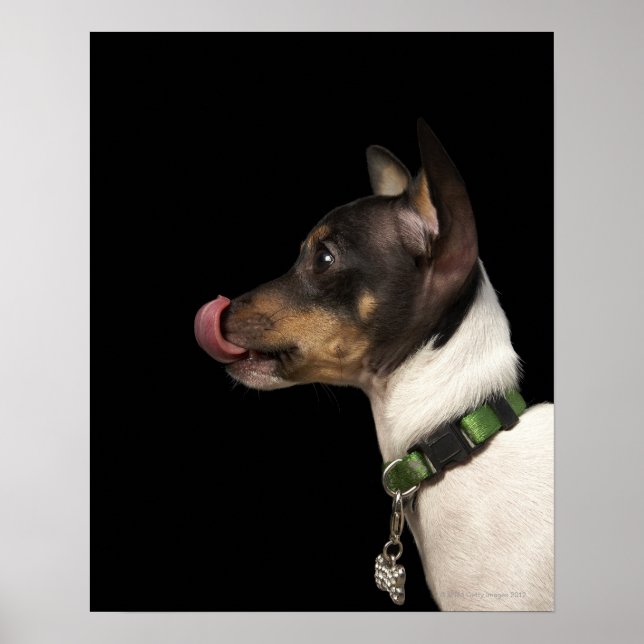 Poster Langue du Terrier noir et blanc (Devant)