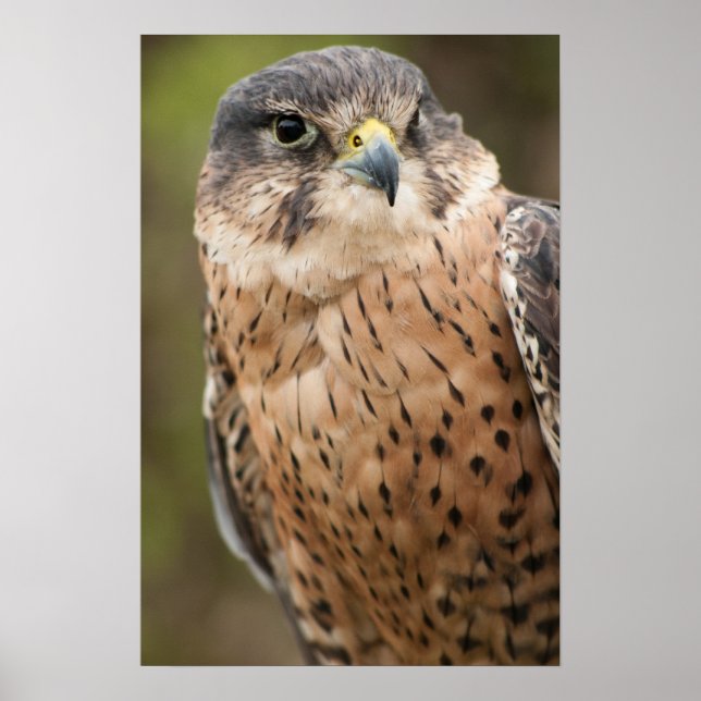 Poster Lanner Falcon (Devant)