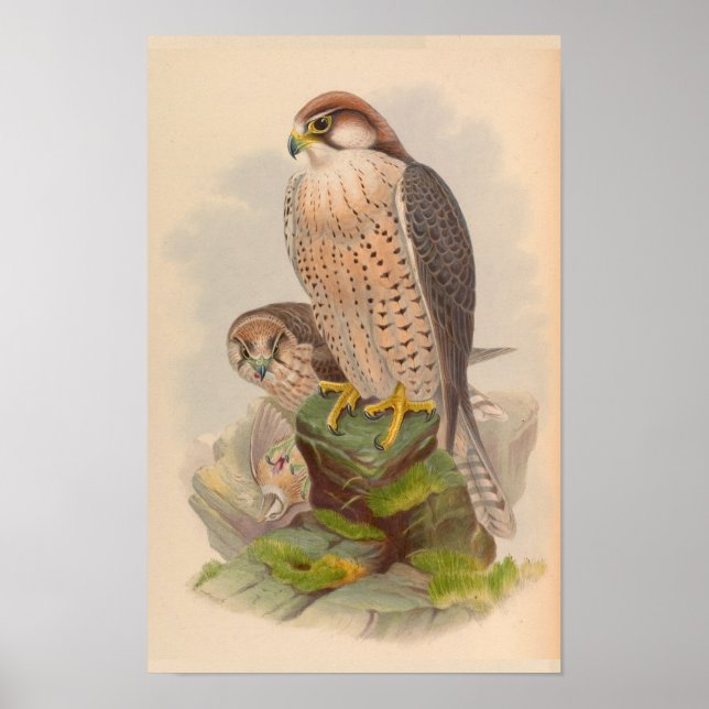 Poster Lanner Falcon Bird Art Vintage Imprimer (Devant)