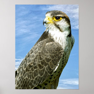 Poster Lanner Falcon perché