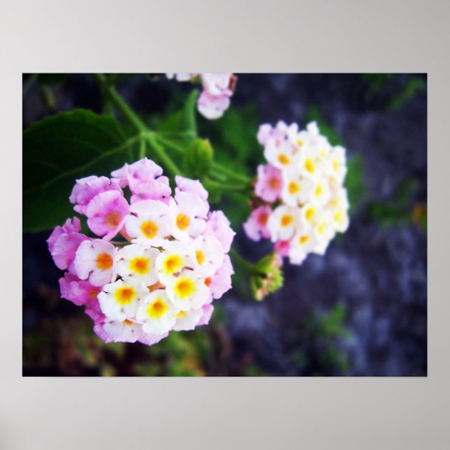 Poster Lantana (Devant)