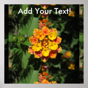 Poster Lantana