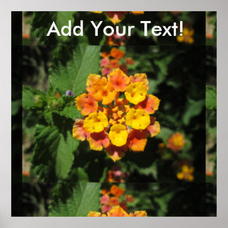 Poster Lantana