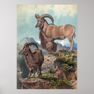 Poster L'Aoudad de Joseph Wolf