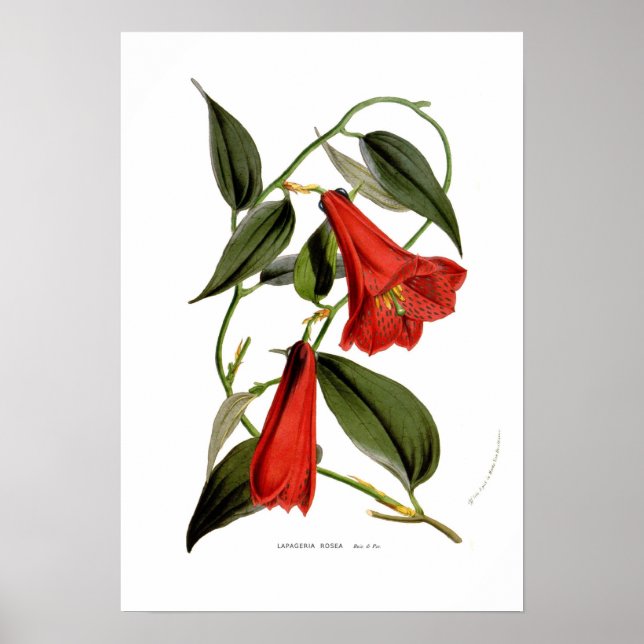 Poster Lapageria rosea (Devant)