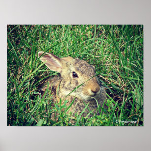 Poster Lapin