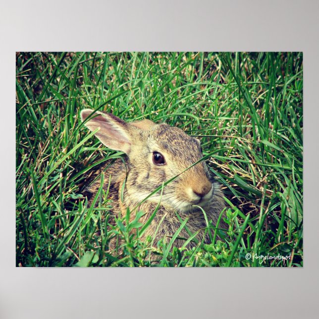 Poster Lapin (Devant)