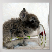 Lapin à tête de lionet et Wineglass