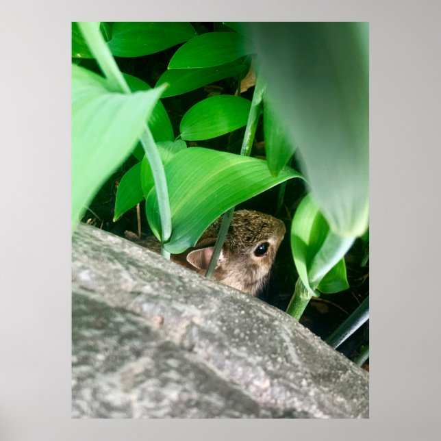 Poster Lapin bébé (Devant)