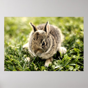 Poster Lapin bébé