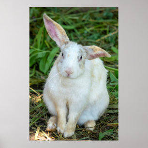 Poster Lapin blanc