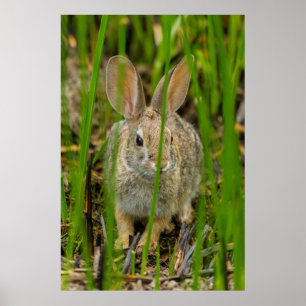 Poster Lapin de Cottontail du désert