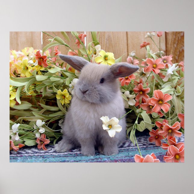 Poster Lapin de Holland Lop sur un (Devant)
