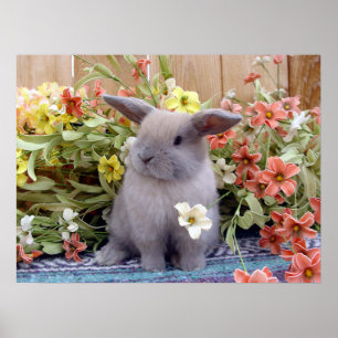 Poster Lapin de la Hollande Lop sur a