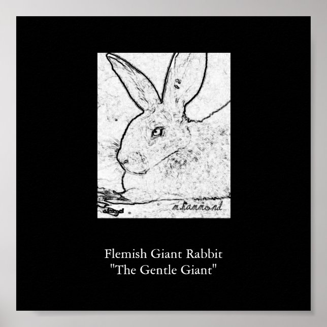 Poster Lapin Géant Flamand"Le Géant Géant Géant Géant Géa (Devant)