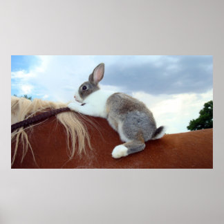 Poster Lapin hollandais à cheval