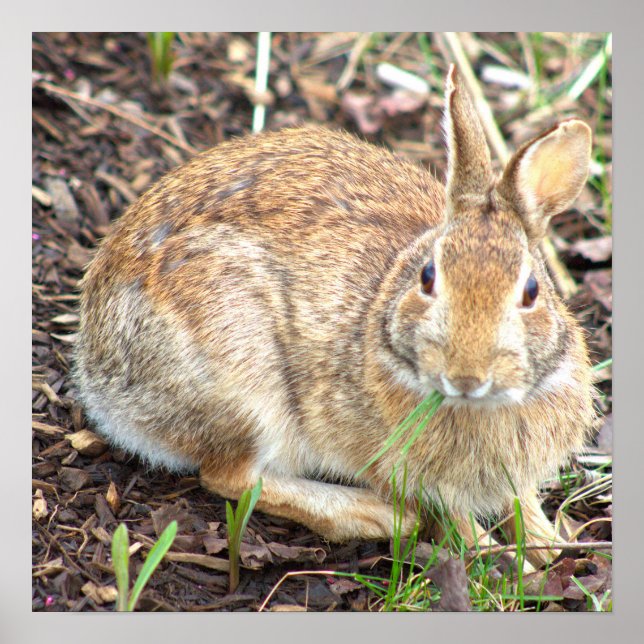 Poster Lapin Lapin (Devant)
