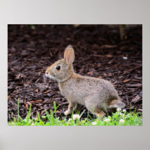 Poster lapin lapin bébé