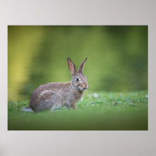 Poster Lapin Lapin Nature Photo