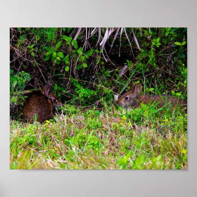 Poster Lapin lapins mignonne nature (Devant)