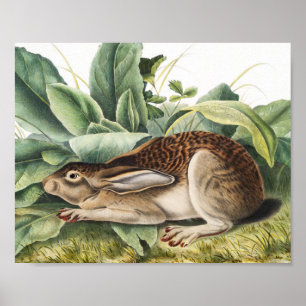 Poster Lapin lièvre à queue noire (Lepus negricaudatus)