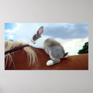 Poster Lapin néerlandais montant un cheval