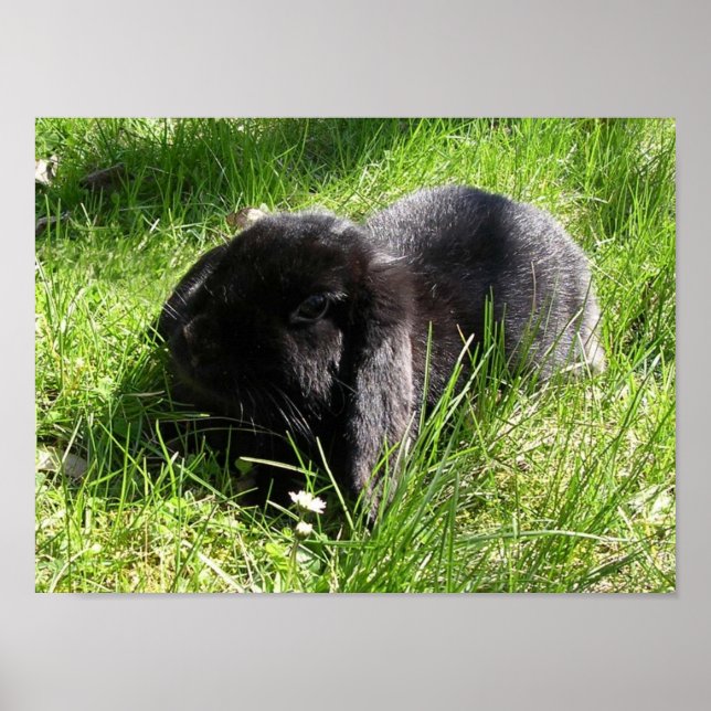 Poster Lapin noir (Devant)