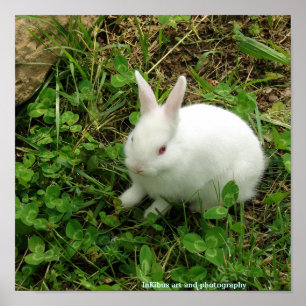 Poster Lapin shamrock