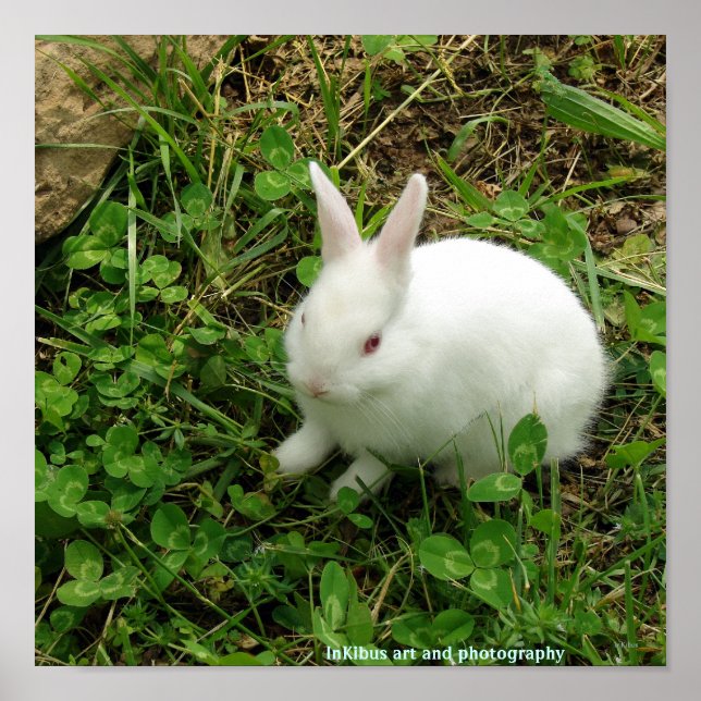 Poster Lapin shamrock (Devant)