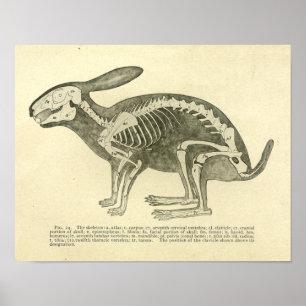Poster Lapin Squelette Anatomie Vintage Vétérinaire Impri