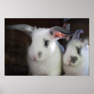 Poster Lapins