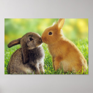 Poster Lapins