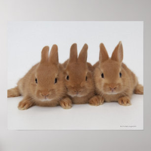 Poster Lapins.Nains-Pays-Bas.