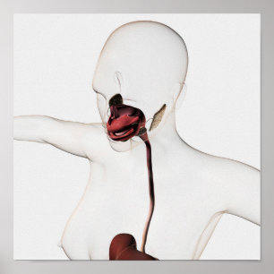 Poster L'appareil digestif humain 3