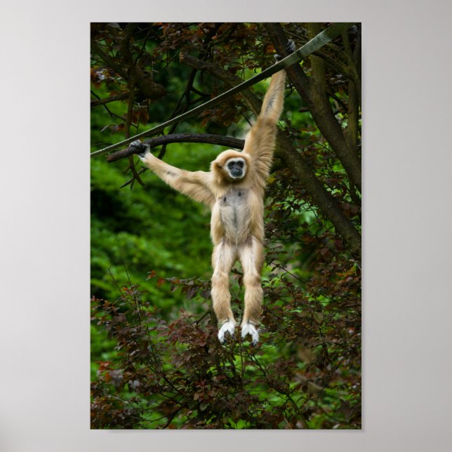 Poster Lar Gibbon suspendu de l'arbre (Devant)