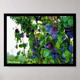 Poster L'arbre à prunes pourpre