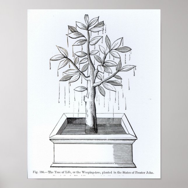 Poster L'arbre de vie, ou l'arbre qui pleut (Devant)