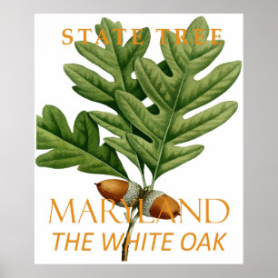 Poster L'Arbre Du Territoire Du Maryland Le Chêne Blanc