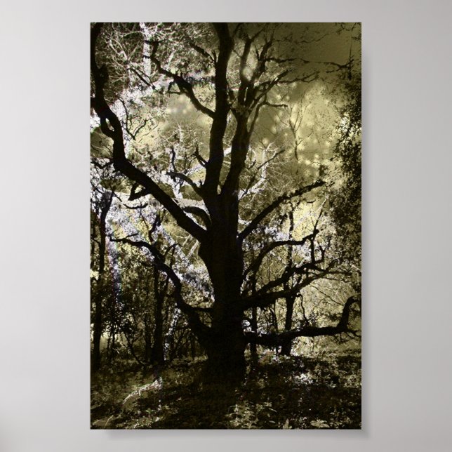 Poster L'arbre hanté (Devant)