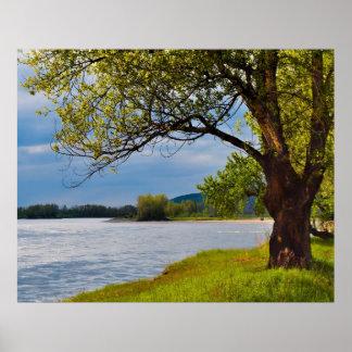 Poster L'Arbre Sur La Rive