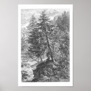 Poster Larch Tree vintage Illustration antique des années
