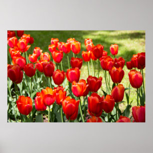 Poster Large field of red tulips
