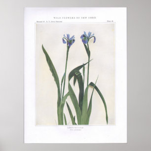 Poster Larger Blue Flag - Iris versicolor