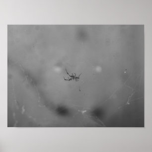 Poster Larinioides sclopetarius