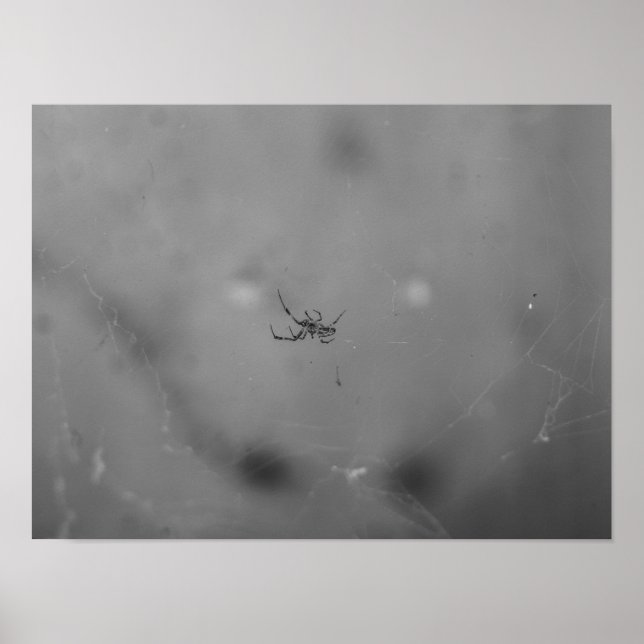 Poster Larinioides sclopetarius (Devant)