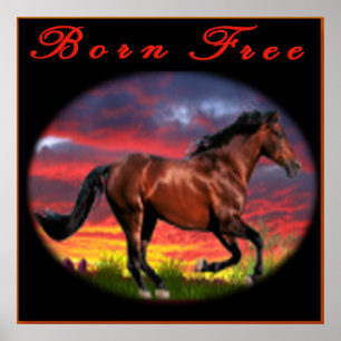 Poster L'art du cheval libre de naissance
