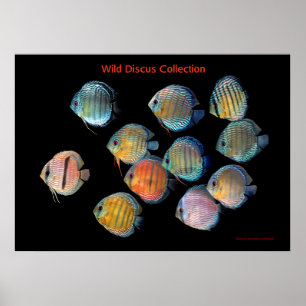 Poster L'art sauvage discute de la pêche