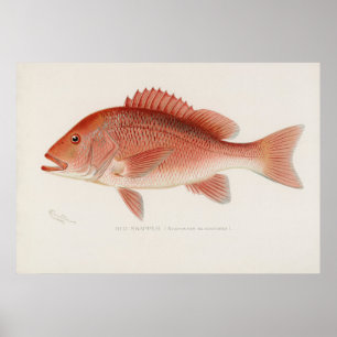 Poster L'art vintage de la pêche au phoque rouge